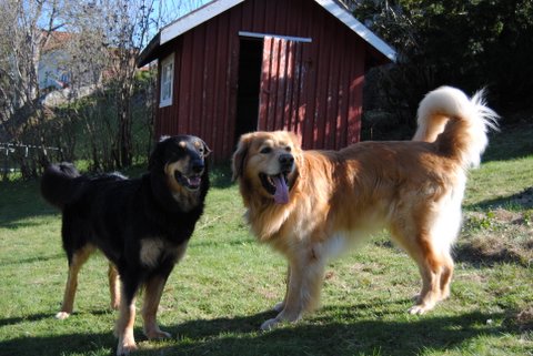 Cherokee och Alexander